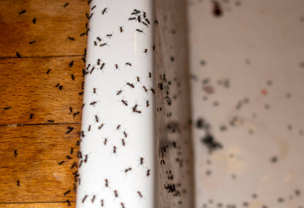 Best Flea Control Services  in Mountain Village, CO